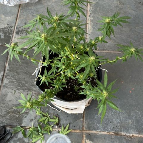 1 ciclo outdor growlog timeline photo