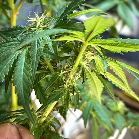 1 ciclo outdor growlog timeline photo