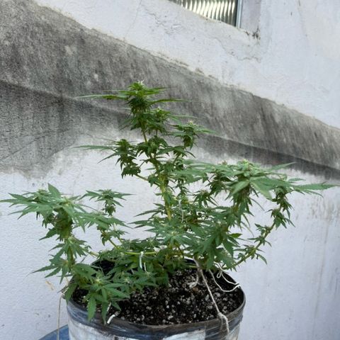 1 ciclo outdor growlog timeline photo