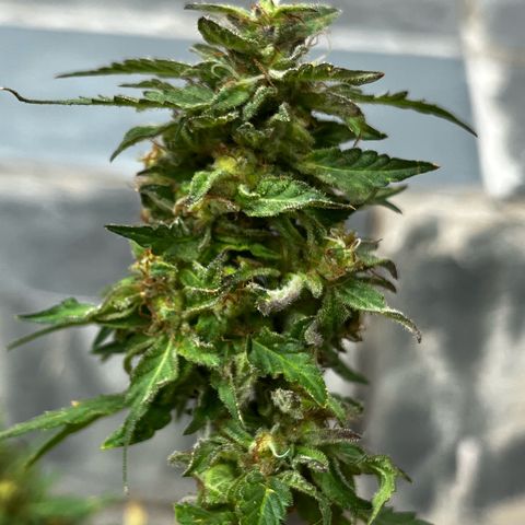 1 ciclo outdor growlog timeline photo