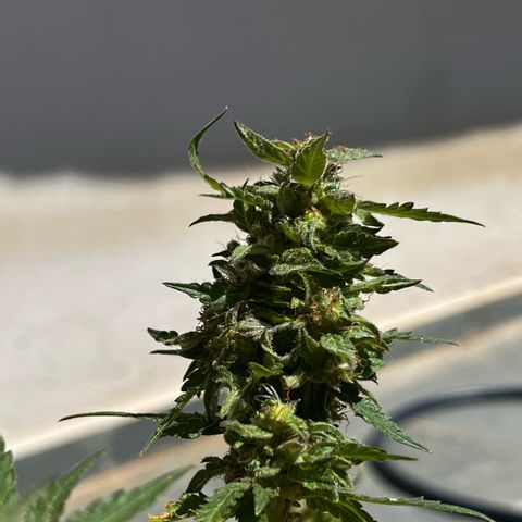 1 ciclo outdor growlog timeline photo