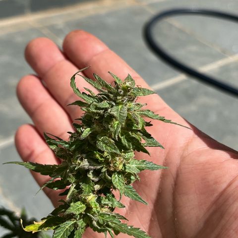 1 ciclo outdor growlog timeline photo
