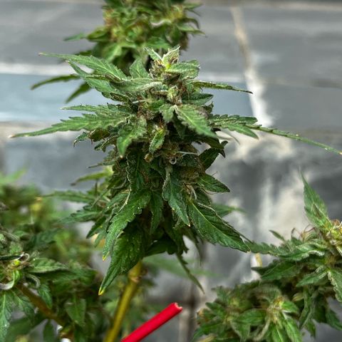 1 ciclo outdor growlog timeline photo