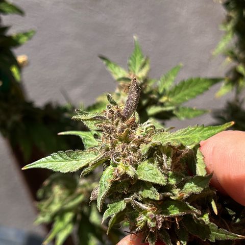 1 ciclo outdor growlog timeline photo