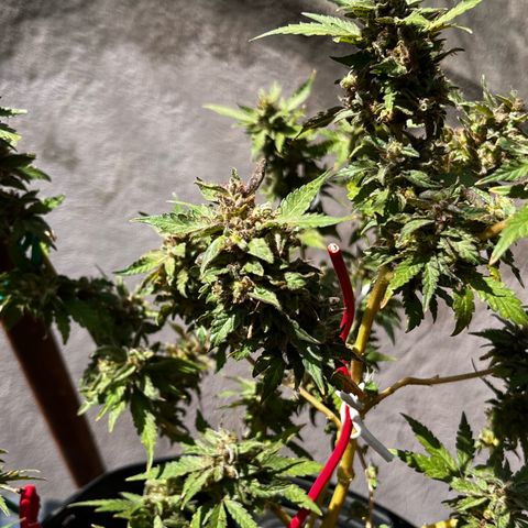 1 ciclo outdor growlog timeline photo