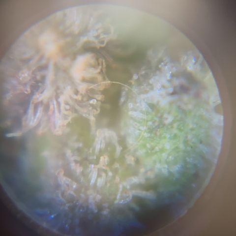 1 ciclo outdor growlog timeline photo