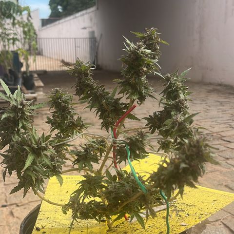 1 ciclo outdor growlog timeline photo