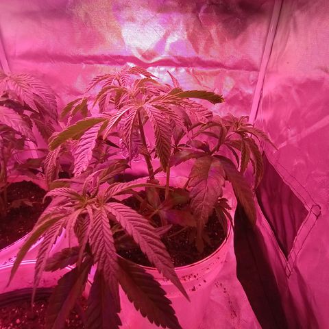 Pili growlog photo: 2da poda apical 
Transplante a 10lt 