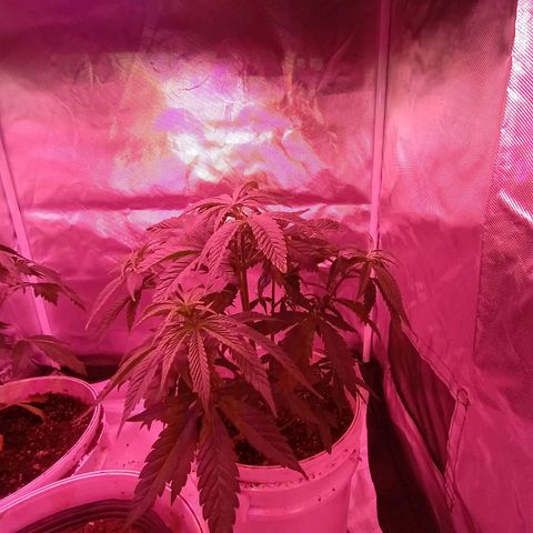 Pili growlog timeline photo