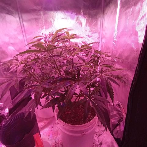Pili growlog timeline photo
