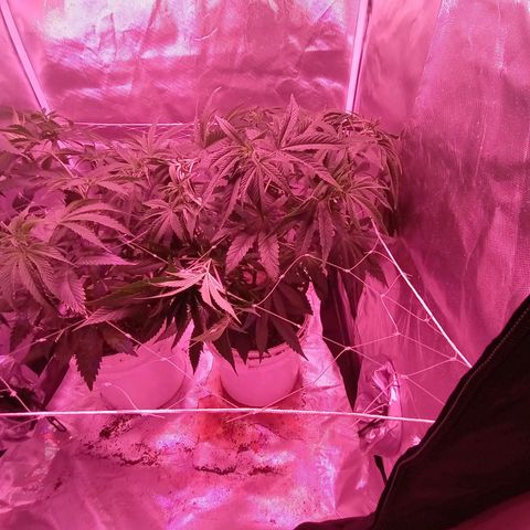 Pili growlog photo: Metimos red de scrog.
Riego oro negro 2ml/l