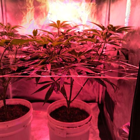 Pili growlog photo: Poda de bajos y 2da tanda de esquejes.
En 2 días pasamos a flora