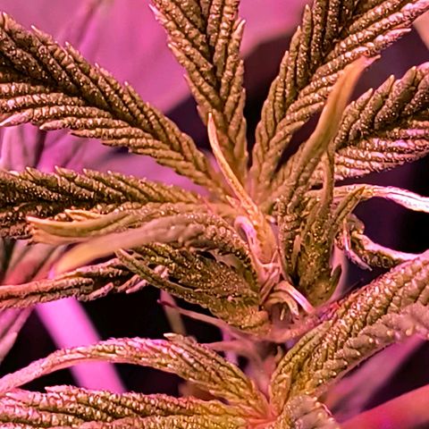 Pili growlog photo: Riego con micorrizas y melaza