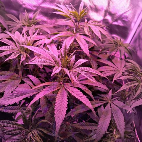 Pili growlog photo: Riego con micorrizas y melaza