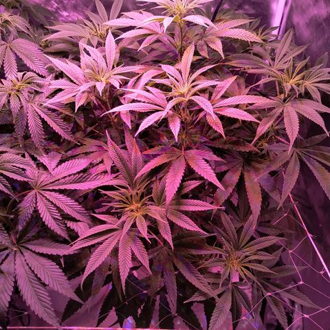 Pili growlog timeline photo