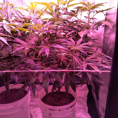 Pili growlog timeline photo