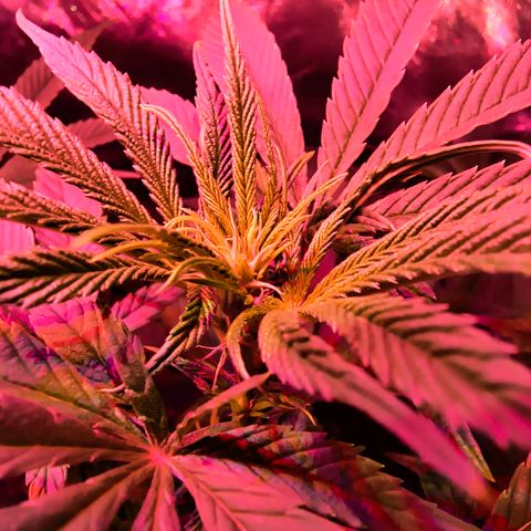 Pili growlog timeline photo
