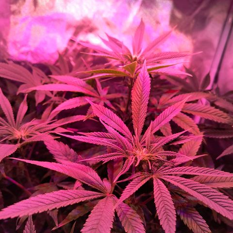 Pili growlog timeline photo