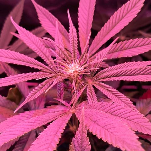 Pili growlog timeline photo