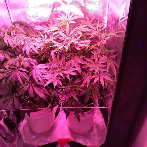 Pili growlog timeline photo