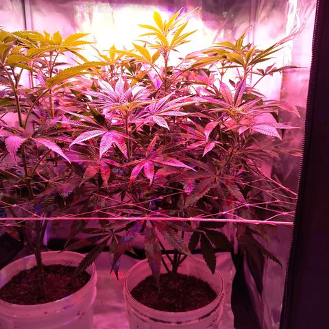 Pili growlog timeline photo