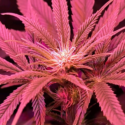 Pili growlog timeline photo