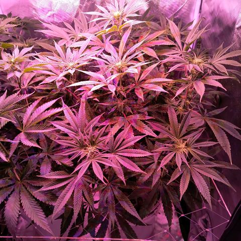 Pili growlog timeline photo