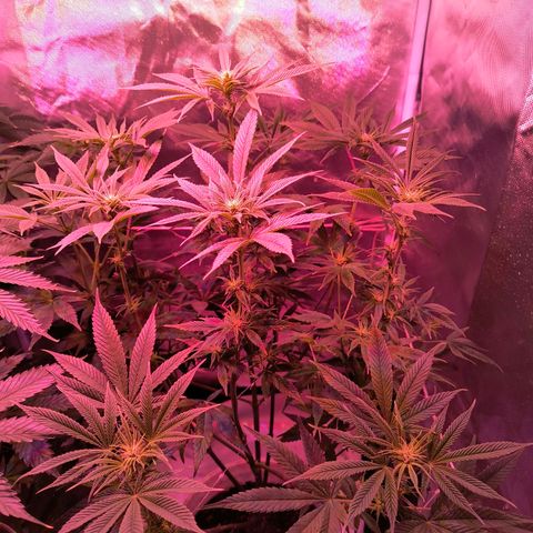 Pili growlog photo: Defoliacion. Día 21 de flora