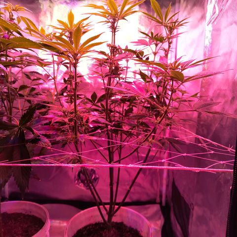 Pili growlog photo: Defoliacion. Día 21 de flora