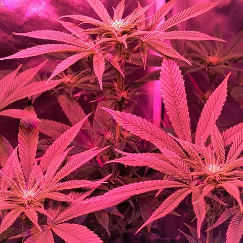 Pili growlog photo: Defoliacion. Día 21 de flora