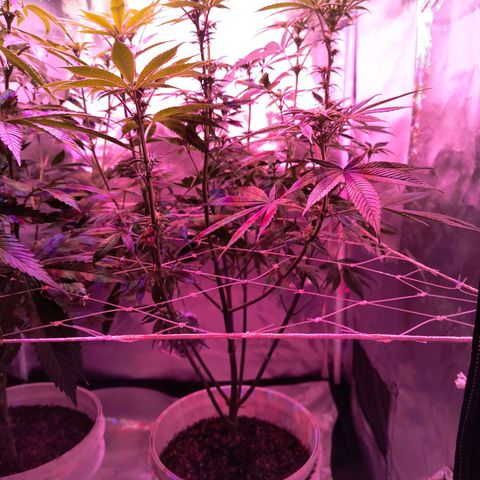 Pili growlog photo: Riego 2 flora booster 2ml×L