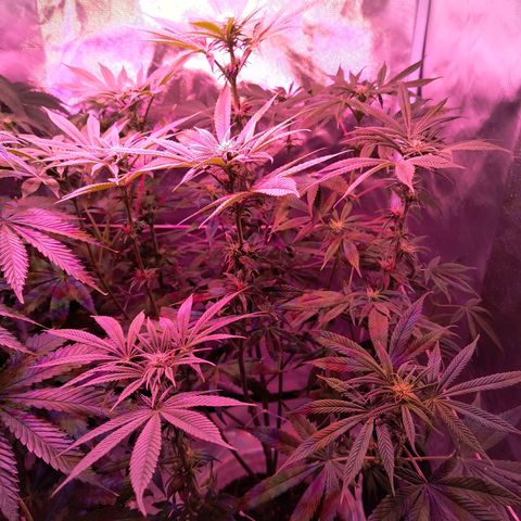 Pili growlog photo: Riego 2 flora booster 2ml×L
