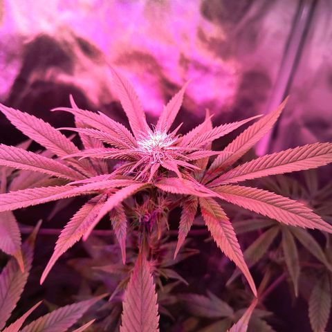 Pili growlog photo: Riego 2 flora booster 2ml×L