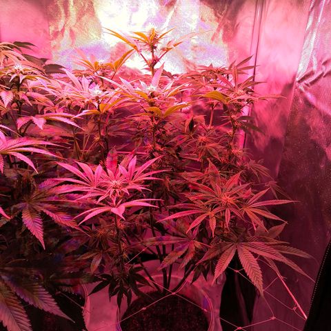 Pili growlog timeline photo