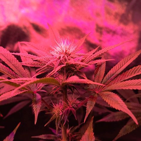 Pili growlog timeline photo