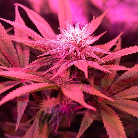 Pili growlog timeline photo