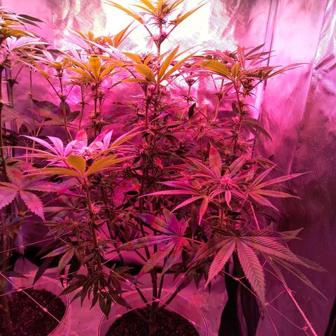 Pili growlog timeline photo