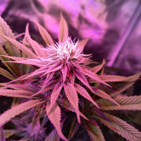 Pili growlog timeline photo