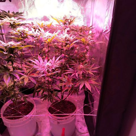 Pili growlog timeline photo