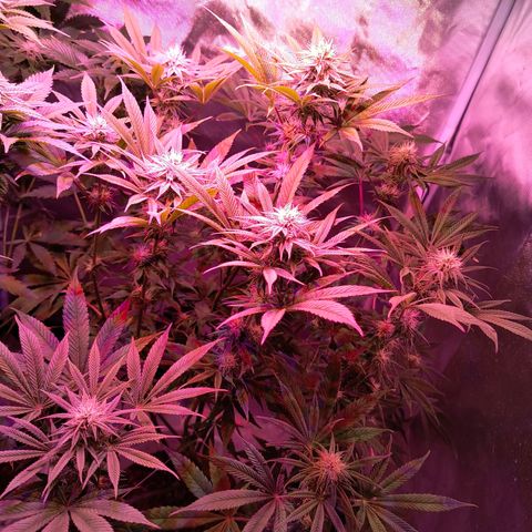 Pili growlog timeline photo