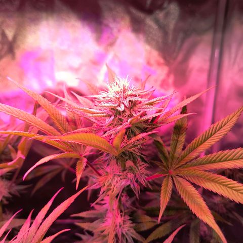 Pili growlog timeline photo