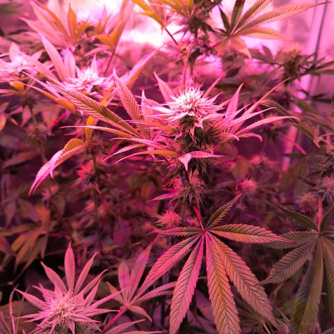 Pili growlog timeline photo