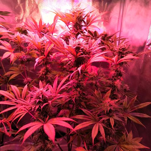 Pili growlog photo: Hojas amarillas, no sé si es falta de nutrientes o la etapa de la planta, creería que la segunda