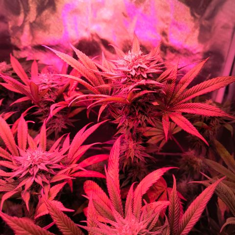Pili growlog photo: Hojas amarillas, no sé si es falta de nutrientes o la etapa de la planta, creería que la segunda
