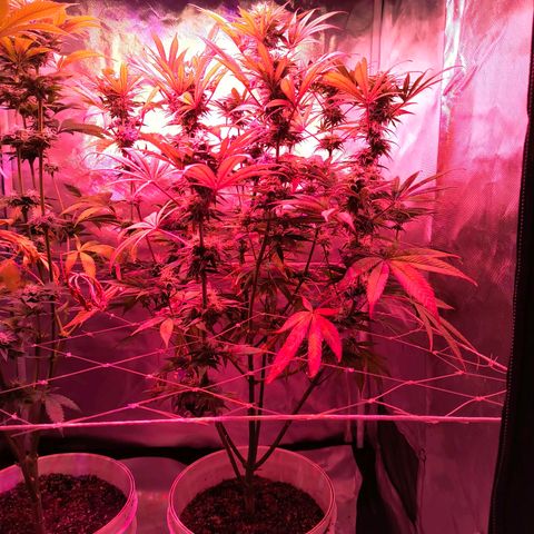 Pili growlog photo: Hojas amarillas, no sé si es falta de nutrientes o la etapa de la planta, creería que la segunda