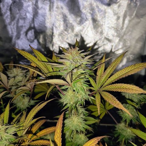 Pili growlog timeline photo