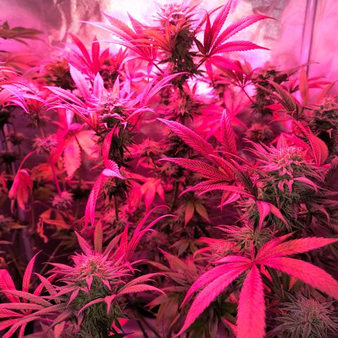 Pili growlog timeline photo