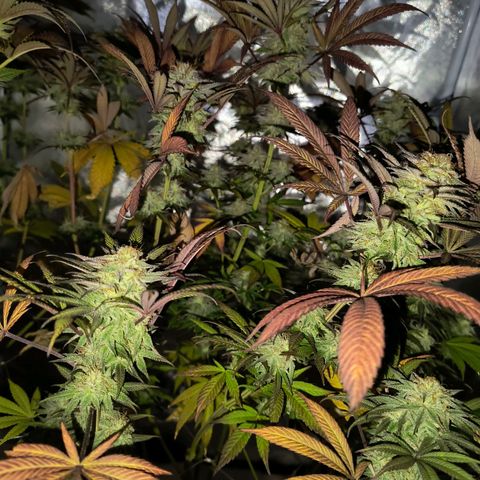 Pili growlog timeline photo