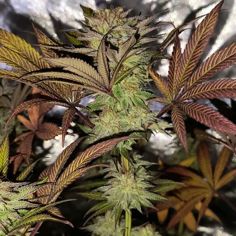 Pili growlog timeline photo