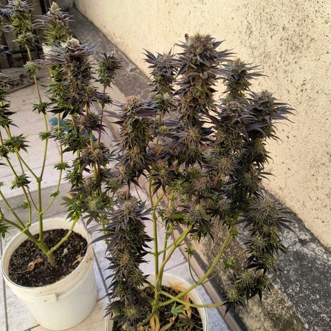 Pili growlog timeline photo
